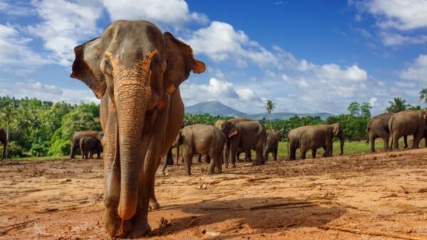 Pinnawala Elephant Orphanage | Panoramic Tour