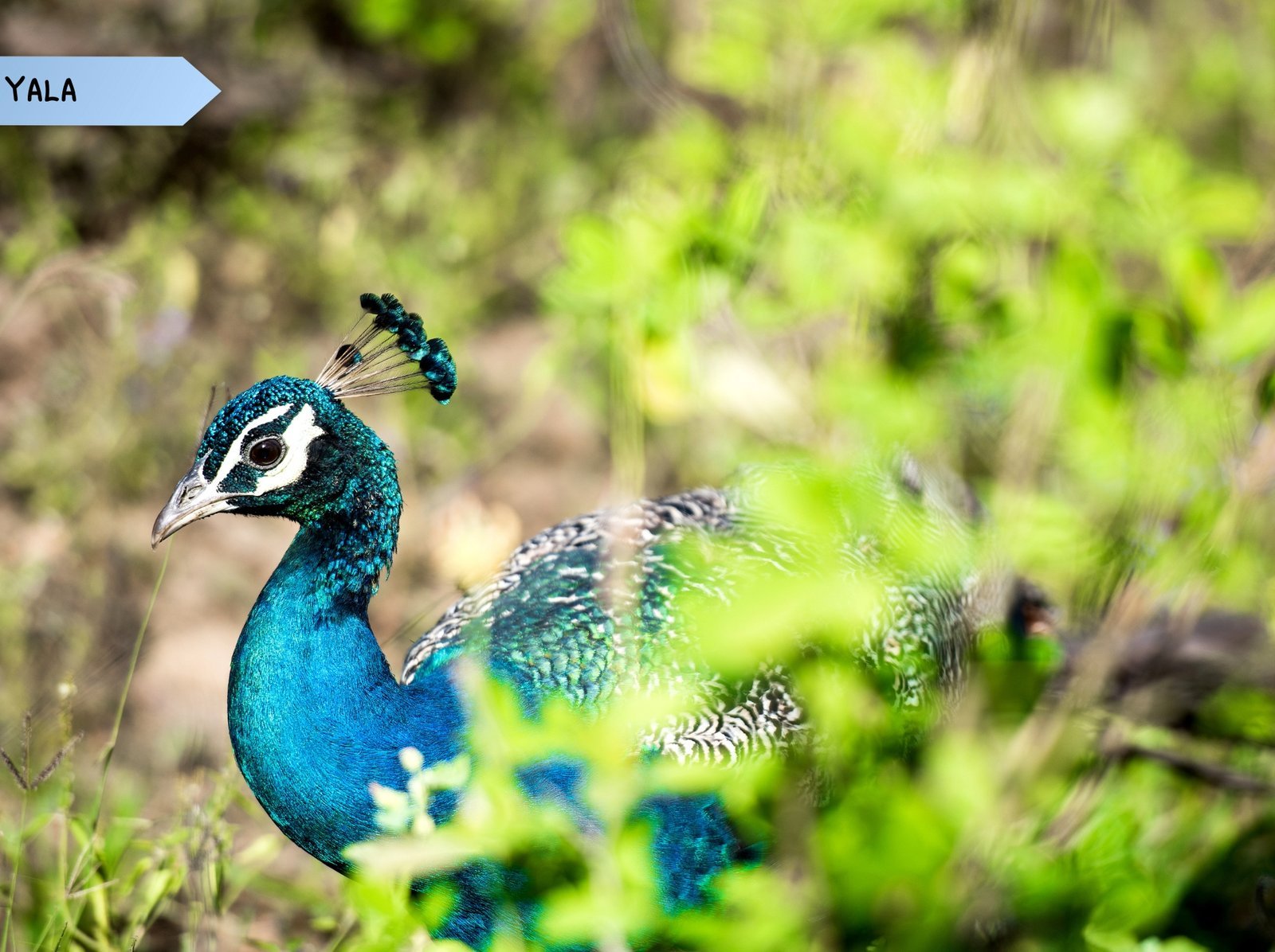 11 DAYS 10 NIGHTS (28)